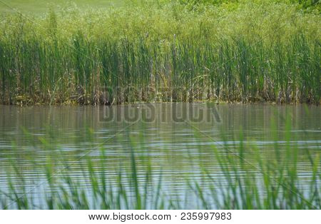 Pond In Summer Surrounded By Cattail Or Reedmace Plants