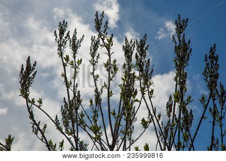 Backdrop Herbs Clouds Blue Sky Sunny Day