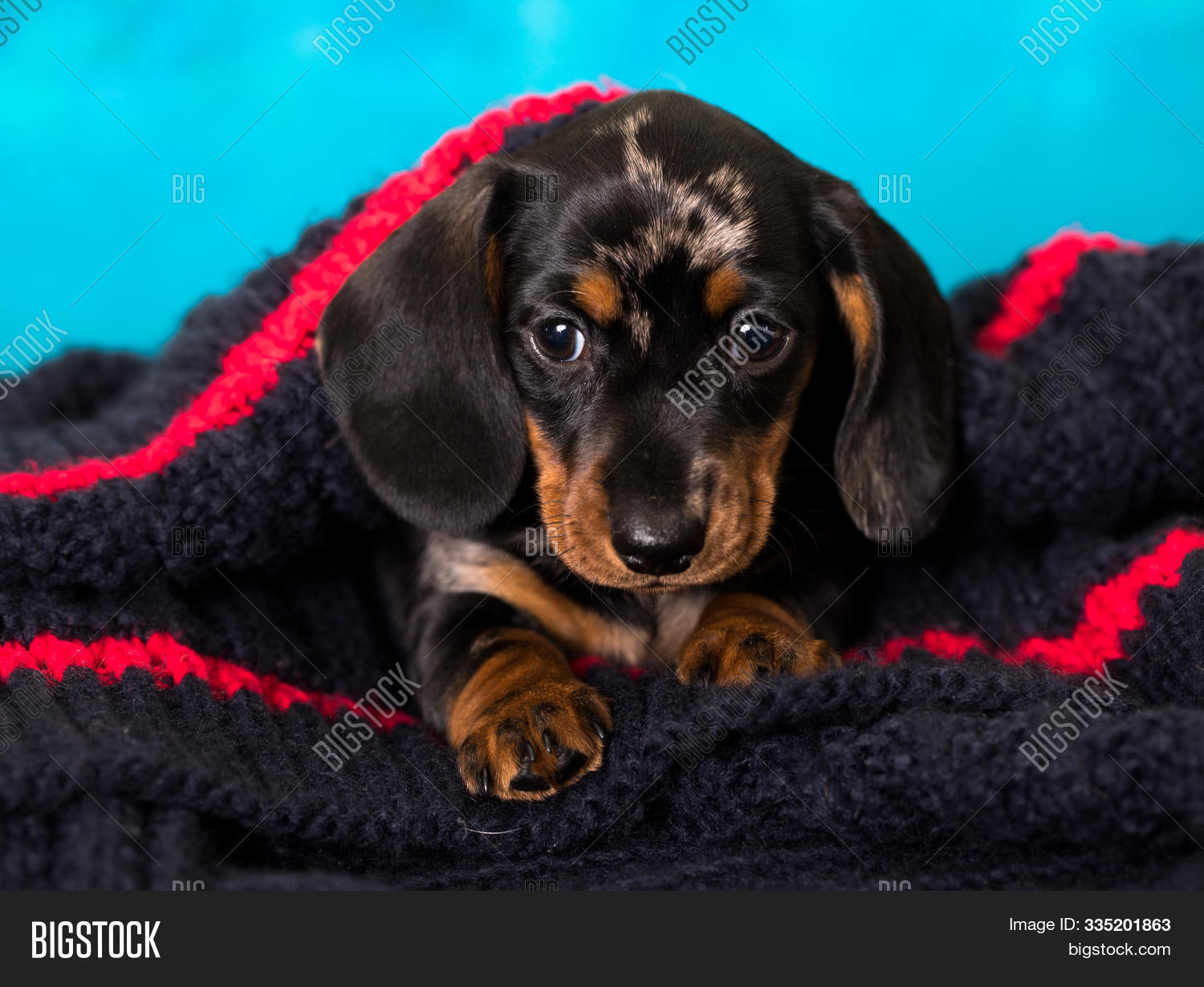 Dachshund Puppy Sits Image & Photo (Free Trial) | Bigstock