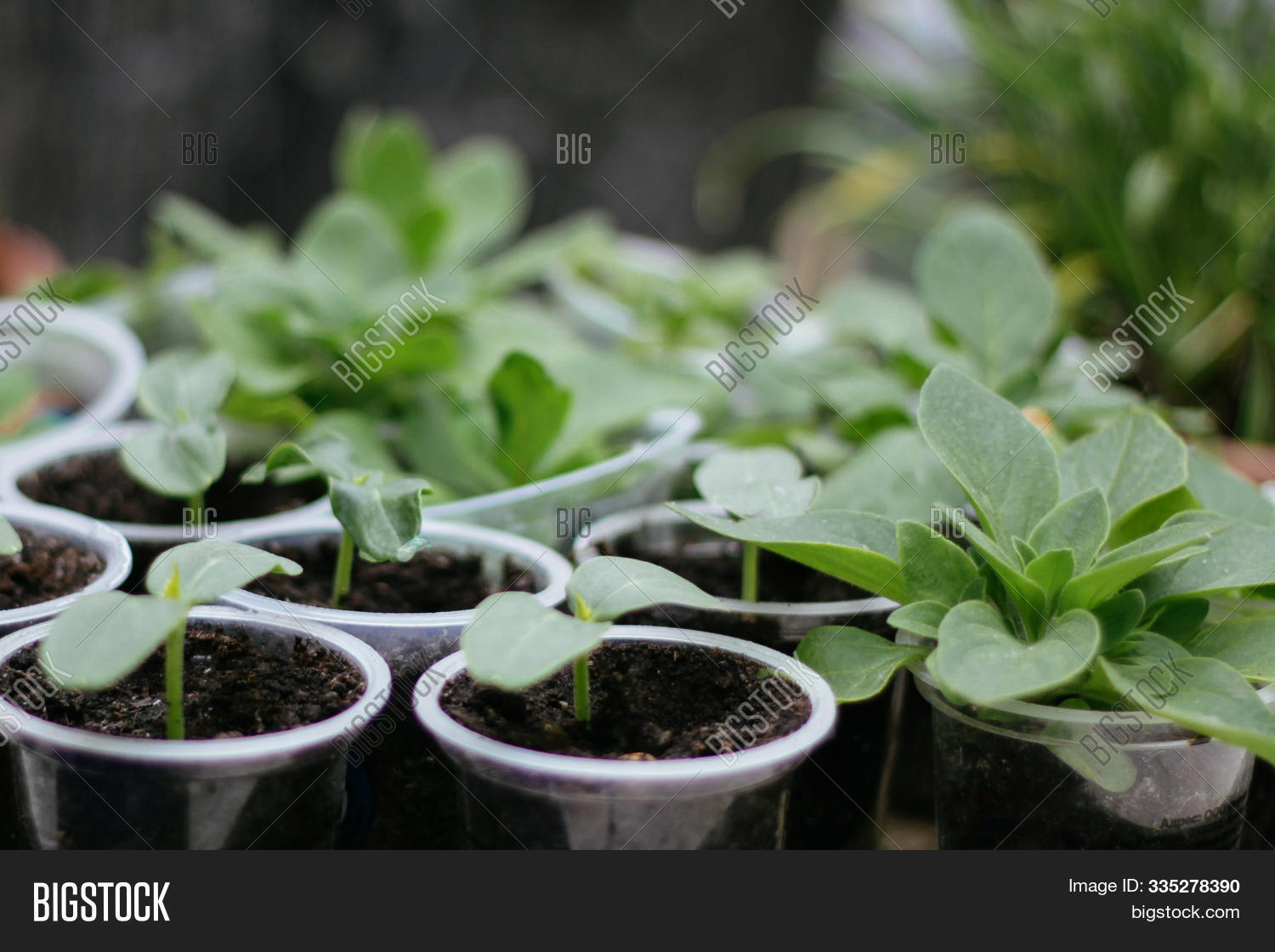 Sprouts Flowers Image & Photo (Free Trial) Bigstock