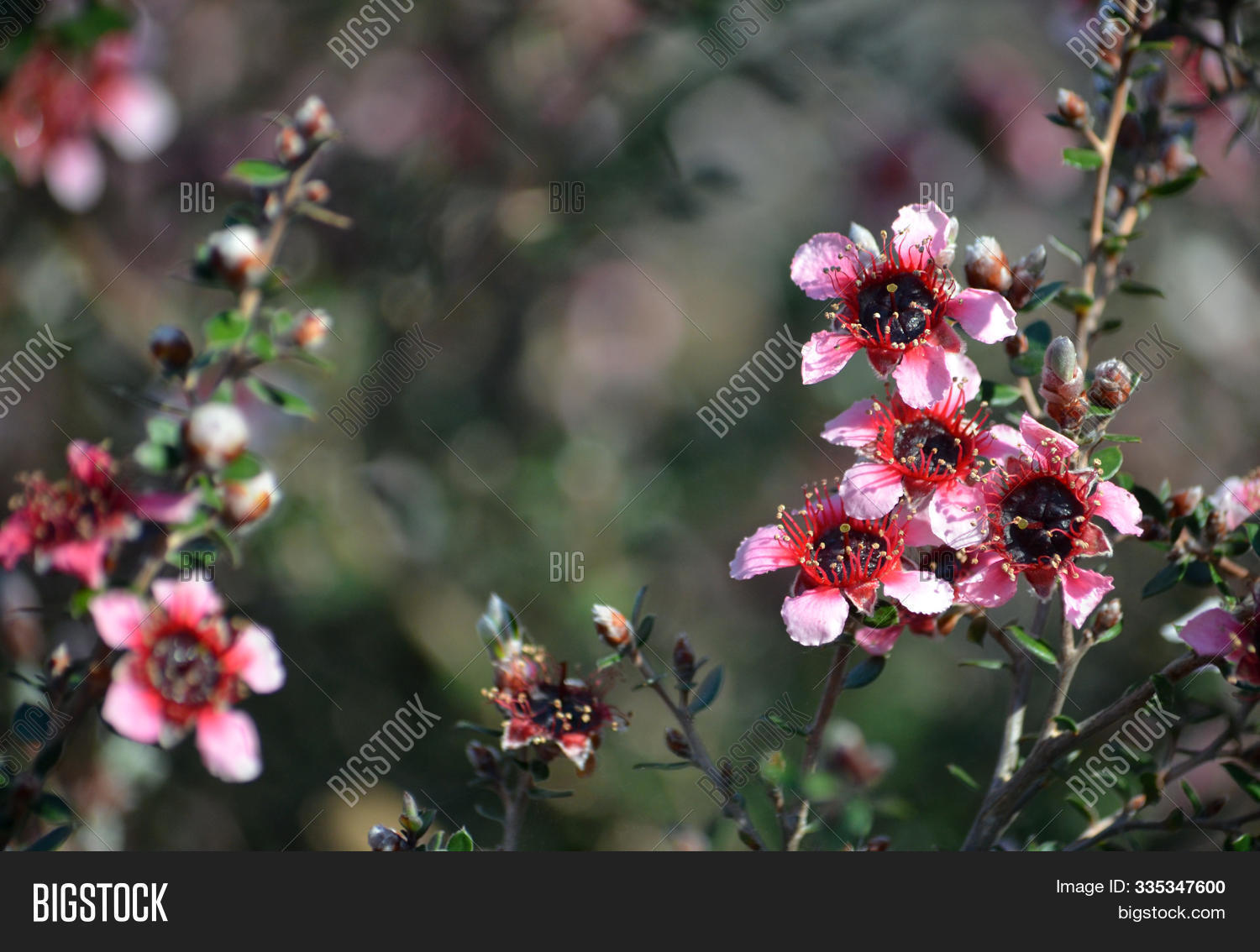 Beautiful Australian Image Photo Free Trial Bigstock Beautiful as a feature shrub and lovely planted on banks and walls where it can cascade over the edge. bigstock