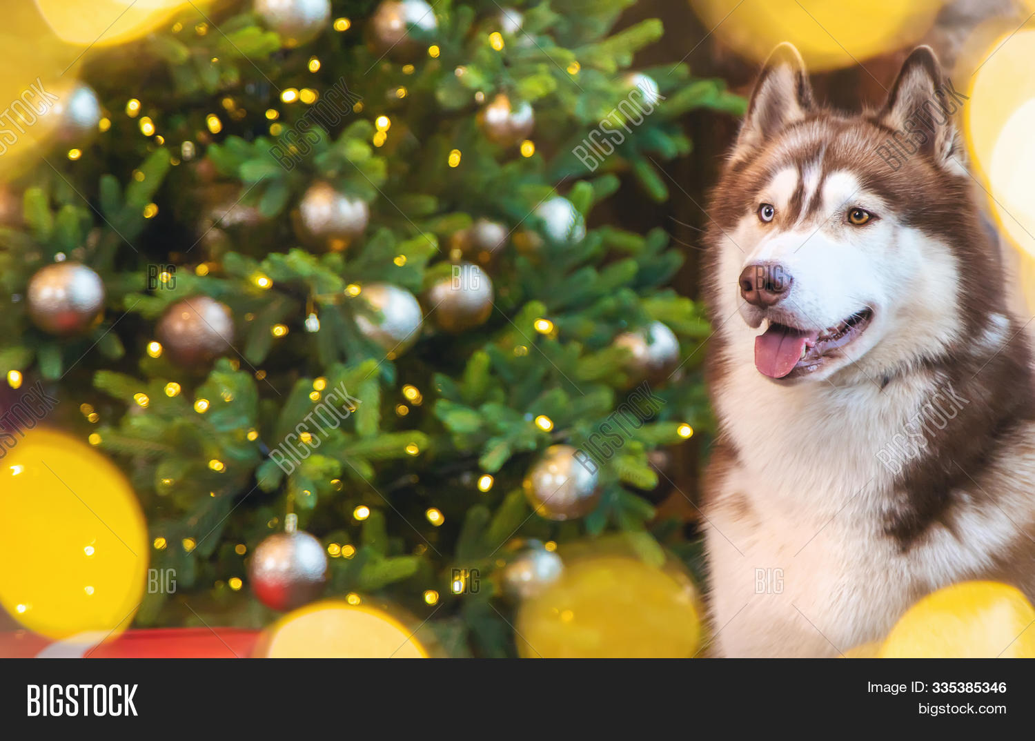 Husky Dog On Christmas Image & Photo (Free Trial) Bigstock