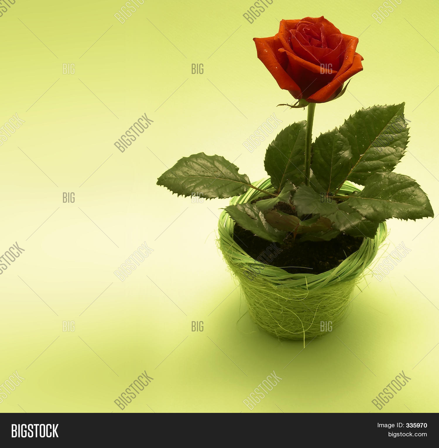 Image Preview