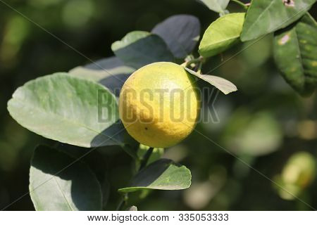 Lemon. Ripe Lemons Hanging On Tree. Growing Lemon. Lemon Garden,