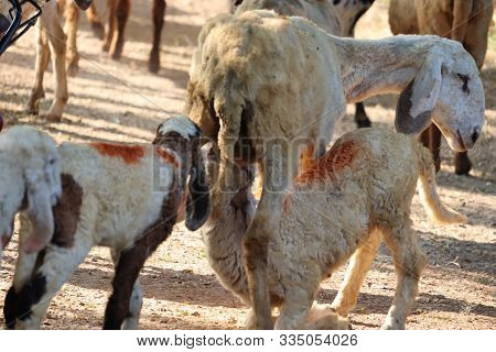 Mother Sheep Feeding Milk To Its Kid