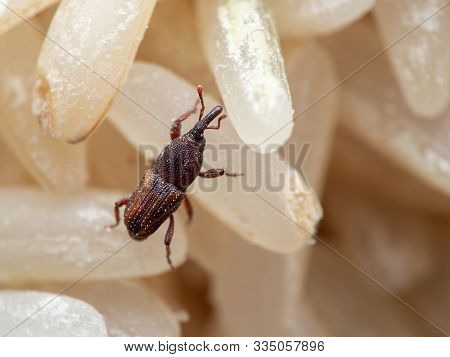 Macro Photography Of Rice Weevil Or Sitophilus Oryzae On Raw Rice