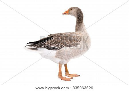 Beautiful Goose, Side View, Standing Isolated On White Background