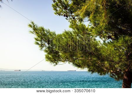 Sun Rays Shining Through A Tree At The Coast Of The Mediterranean Sea At The Promenade Near The Mira