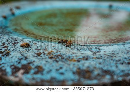 Bees Are Drinking Water At Birdbath In A Green And Yellow Flower Garden On Midday. Blurred Foregroun