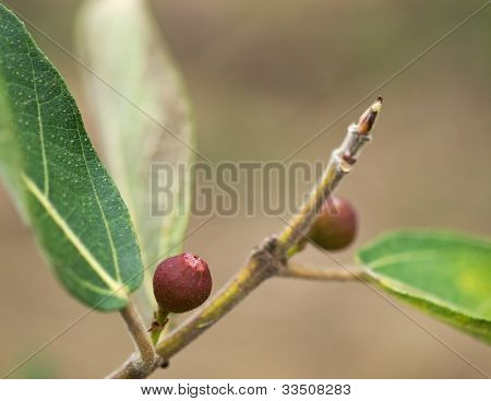 Ficus Opposita australiska inhemska växt Flora sandpapper Fig frukt