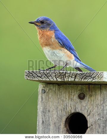 Mužské východní Bluebird (Sialia sialis)
