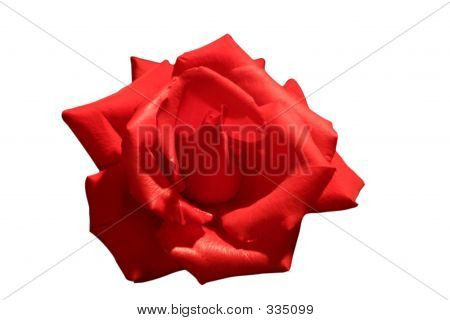 Red Rose II