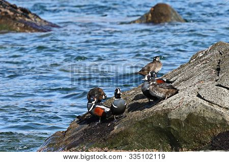 Harlequin Ducks (histrionicus Histrionicus) Sitting On Coastal Rocks Closeup. Group Of Wild Ducks In