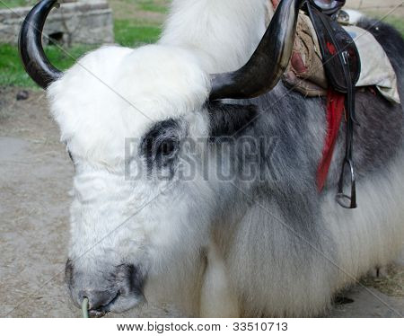 Himalayan Yak