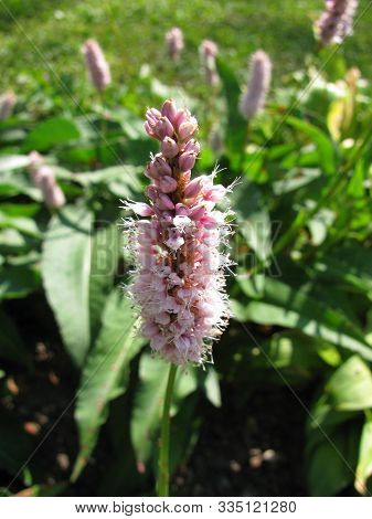 Blooming Bistorta Officinalis Plant In A Garden