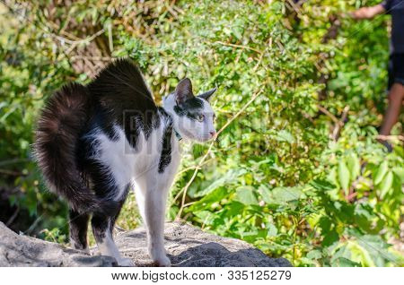 Dragoon Bicolor Cat Scared By A Dog