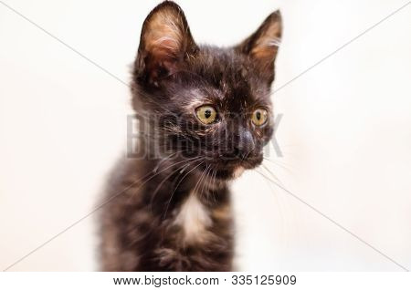 Tortie Cat Waching Closely At Her Food