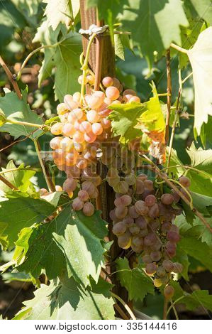Ripe Grapes In The Grape Yard Autumn Harvest Concept