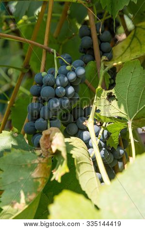 Ripe Grapes In The Grape Yard Autumn Harvest Concept
