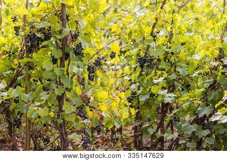 Ripe Grapes In The Grape Yard Autumn Harvest Concept