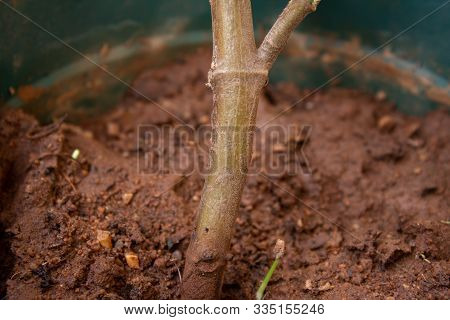 View Of Stem Of The Indian Borage, Country Borage (botanical Name - Plectranthus Amboinicus) In A Po