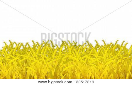 Il grano è su sfondo bianco.
