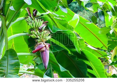 Banana Blossom Properties To Drink Milk, Nourish Blood, Help Treat Gastritis