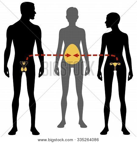 Male And Females Body Silhouette And Reproductive System. Surrogacy And In Vitro Fertilization, Isol