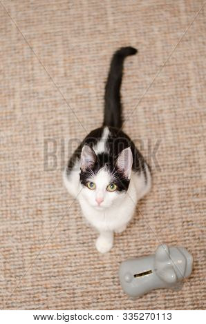 Amazing Bicolor Cat Watching At Camera With Her Green Eyes