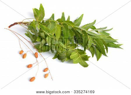 Azadirachta Indica, Commonly Known As Neem, Nimtree Or Indian Lilac. Fruit With Leaves. Isolated