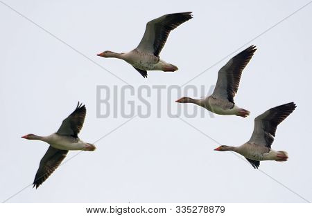 Small Group Of Greylag Geese In Flight In White Sky In Early Spring
