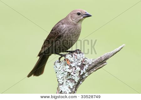 Molotro femmina su un trespolo