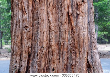 The Bark Of A Pine Tree, Pinus Sp, Near The Base, Top View- Texture Or Background