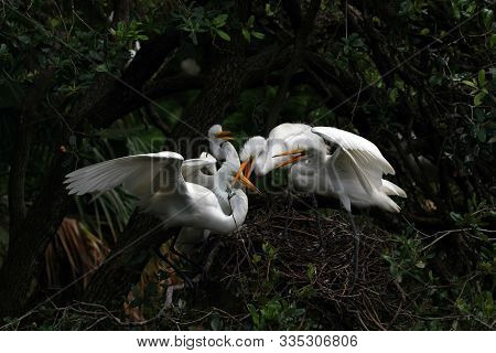 Great Egret - Ardea Alba - Feeding Large Raucous Chicks On Nest In Saint Augustine, Florida.