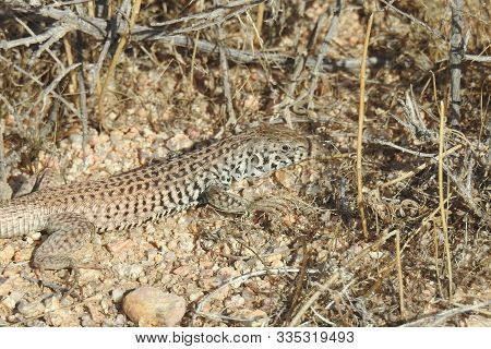Western Whiptail Lizard, Roaming The Sandy Gravel Floor, Of The Mojave Desert, California.