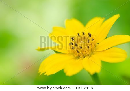 녹색 자연에 작은 노란색 별
