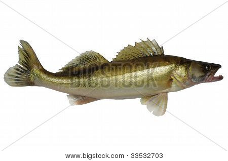 Dlouhé Zander
