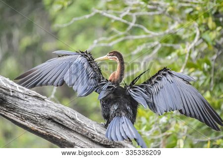 Beautiful White Breasted Cape Cormorant Drying It's Wings In Lake Panic Kruger South Africa