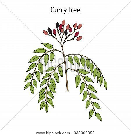 Curry Tree Murraya Koenigii , Medicinal Plant. Hand Drawn Botanical Vector Illustration