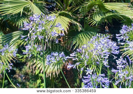 Beautiful View Of Green Plants In The Park Flowers Arbors And Green Palm Trees. Beautiful Green Natu