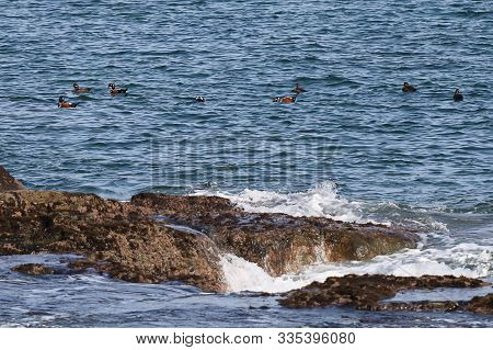 Harlequin Ducks (histrionicus Histrionicus) Flock Swimming On The Sea Surface. Group Of Wild Ducks I