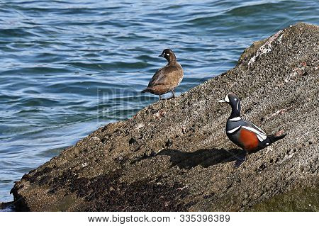 Harlequin Ducks (histrionicus Histrionicus) Sitting On Coastal Rocks Closeup. Group Of Wild Ducks In
