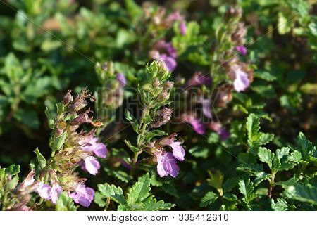 Common Germander Pink Flower - Latin Name - Teucrium Chamaedrys