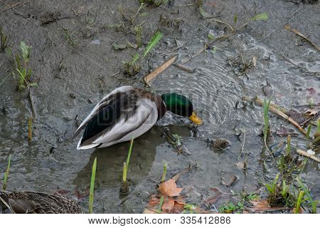 Ducks In The Manzanares River Recovered For Funa And Flora In The City Of Madrid