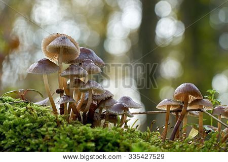 Common Bonnet (mycena Galericulata) On A Dead Tree Trunk In The Forest