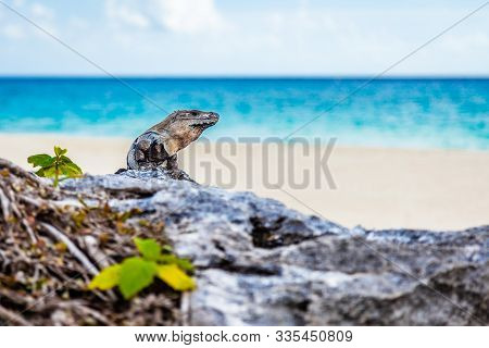 Large Gray Brown Iguana Basks On Rocks