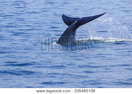 Whale tail raised, water splashes,Bruda whale tail in the sea,Bruda is a large whale Is a mammal