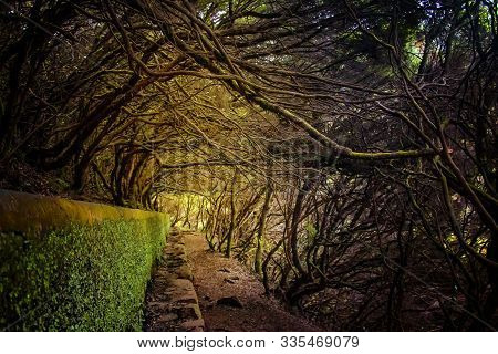 Laurel Forest On Madeira Island Is The Biggest On The World. Its A Fairytale Fantasy World In Portug