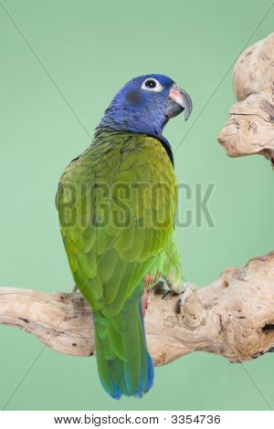 Голубой возглавлял Pionus