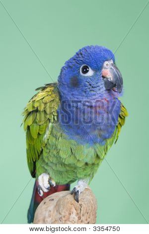 Голубой возглавлял Pionus